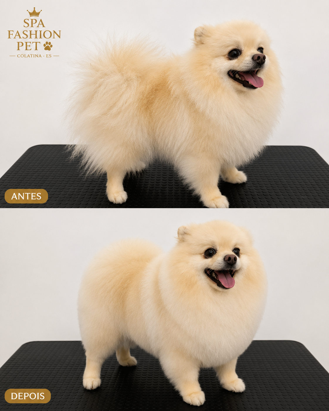 Antes e depois de tosa em Spitz claro