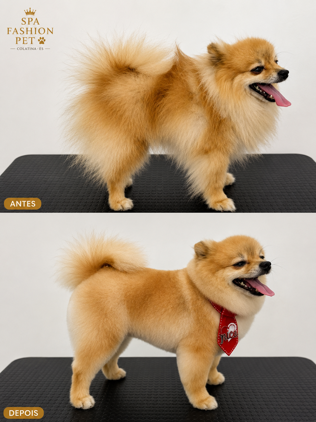 Antes e depois de tosa em Spitz