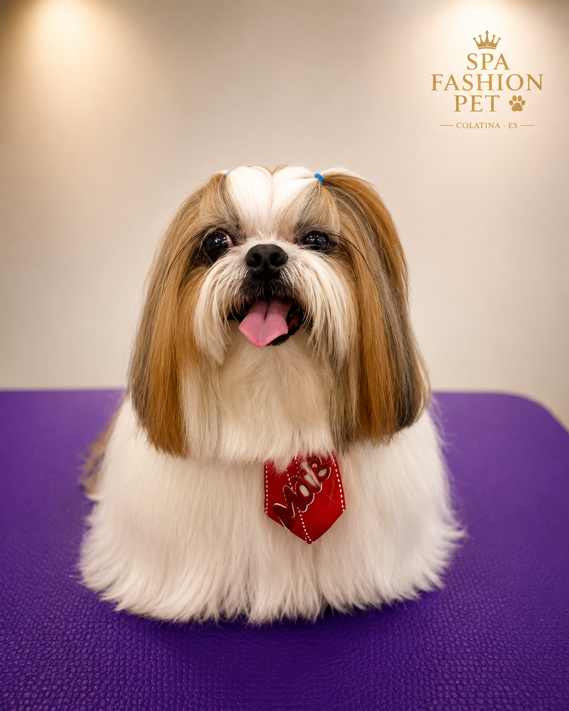 Shih Tzu produzido no SPA FASHION PET
