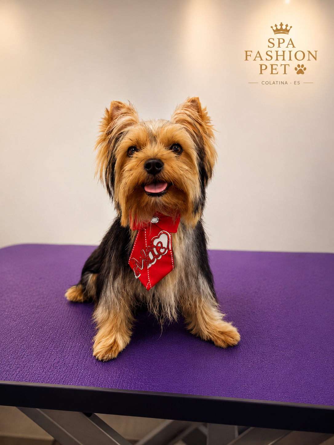 Yorkshire produzido no SPA FASHION PET
