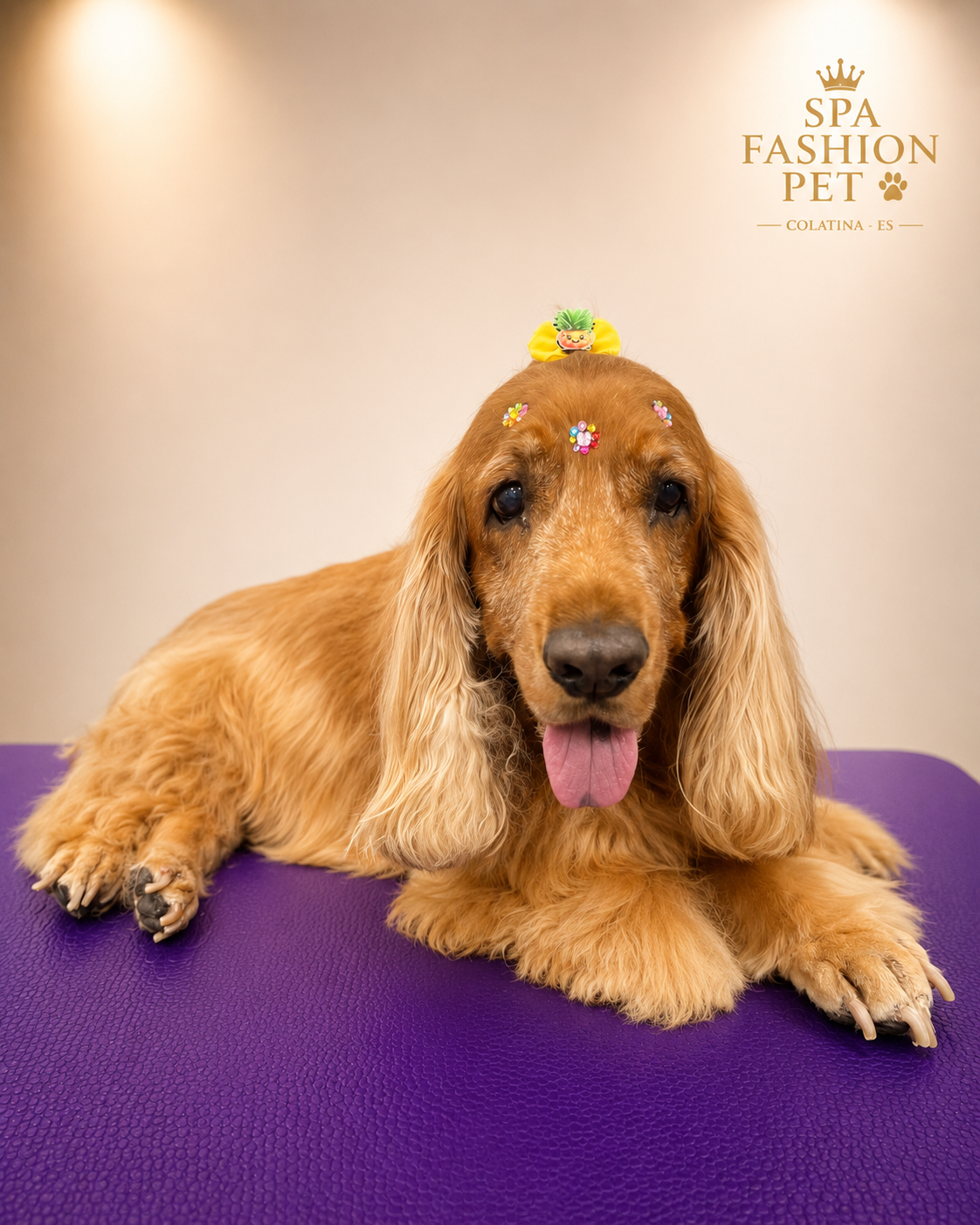 Cocker produzido no SPA FASHION PET